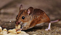 24 Hour & Emergency Exterminators in Lake Elizabeth, CA